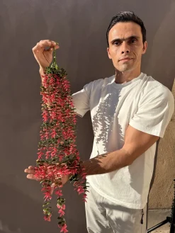 آویز شمشاد مصنوعی 80 سانتی ارزان