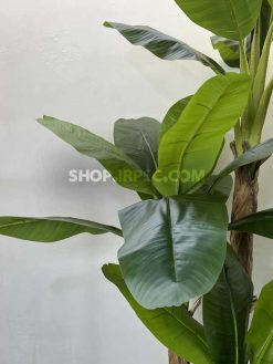 عرضه درختچه مصنوعی موز 3 متری