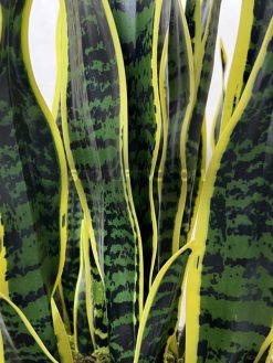 عکس شاخه گل مصنوعی سانسوریا