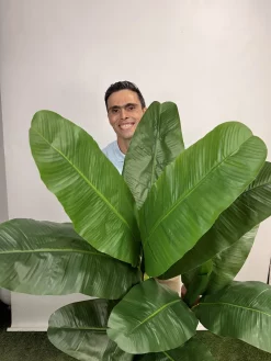 خرید درختچه موز مصنوعی