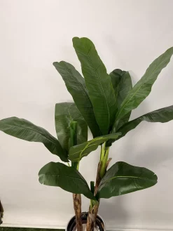 قیمت درختچه موز مصنوعی 1.5 متری