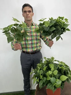 بوته مصنوعی پتوس 45 سانتی