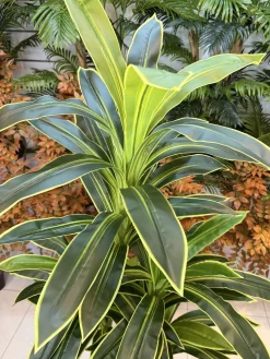 قیمت درختچه مصنوعی دراسینا ابلق 180 سانتی