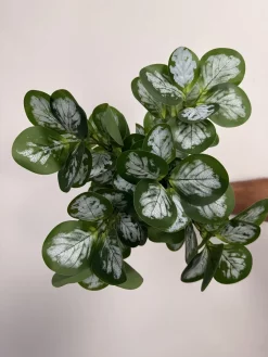 خرید بوته مصنوعی قاشقی برفکی