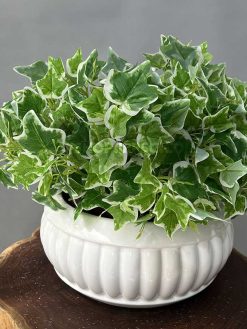 بوته مصنوعی پاپیتال