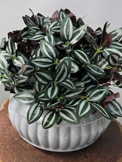 خرید بوته مصنوعی برگ بیدی کدIRPSC148