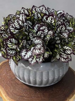 خرید بوته مصنوعی مارانتا کدIRPSC150