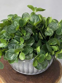 خرید بوته مصنوعی قاشقی کدIRPSC154