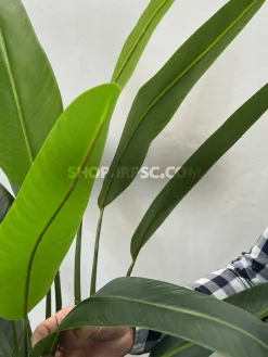 عکس درختچه مصنوعی استرزیا