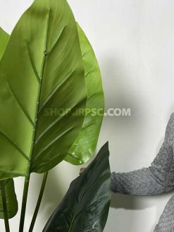 عکس درختچه مصنوعی آلوکازیا (بابا آدم) 1.7 متری
