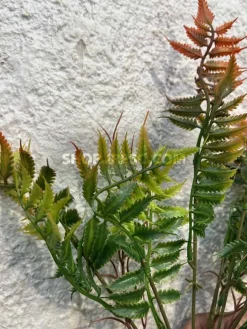 خرید بوته مصنوعی سرخس سبز و قرمز