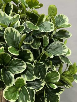 خرید درختچه مصنوعی قاشقی ابلق کدIRPSC163