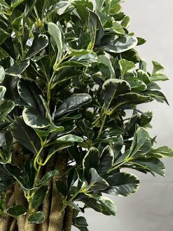 خرید درختچه مصنوعی شفلرا ابلق کدIRPSC164