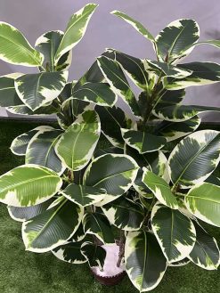 خرید درختچه مصنوعی فیکوس ابلق کدIRPSC183