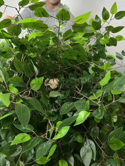 خرید درختچه مصنوعی بنجامین 2.2 متری