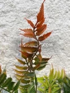 بوته مصنوعی سرخس ارزان