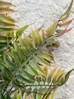 بوته مصنوعی سرخس ارزان