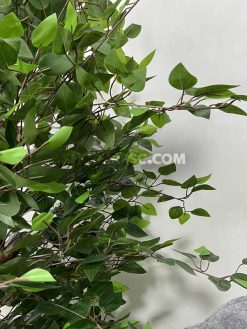 قیمت درختچه مصنوعی بنجامین