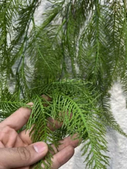 عکس آویز مصنوعی سرخس سبز 80 سانتی