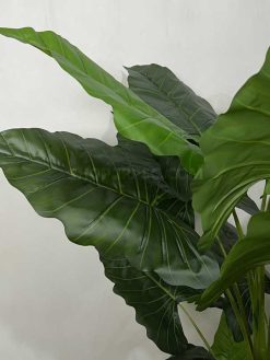 عکس درختچه مصنوعی آلوکازیا 1.7 متری