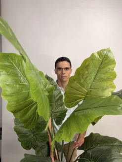 خرید درختچه بابا آدم مصنوعی 1.8 متری