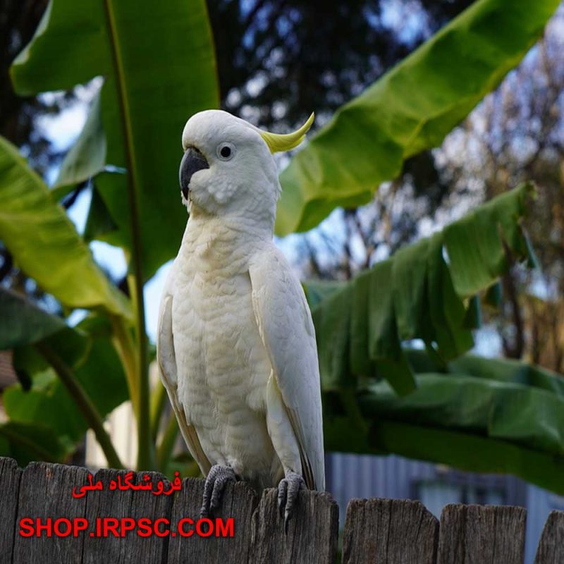 درختچه مصنوعی برای پرندگان