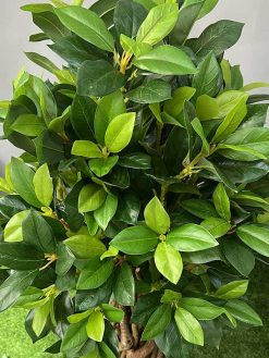 خرید درختچه مصنوعی بادام کدIRPSC187