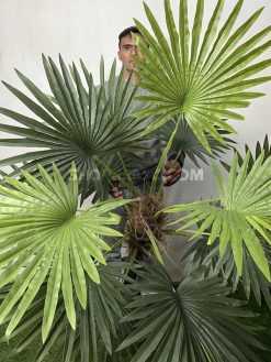 خرید درختچه مصنوعی نخل پالم 2.1 متری