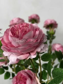 قیمت شاخه گل مصنوعی نسترن صورتی پررنگ