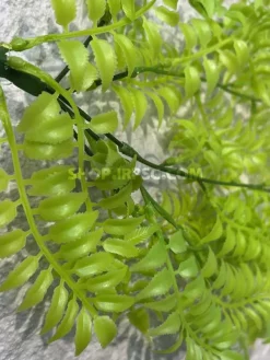 قیمت آویز مصنوعی سرخس فسفری