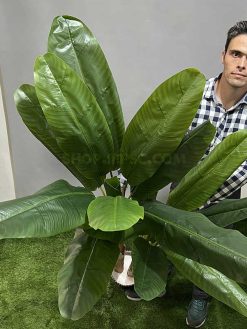 خرید درختچه مصنوعی موز کدIRPSC201