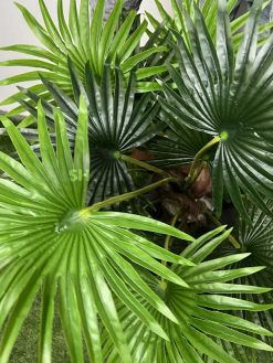 عکس درختچه مصنوعی نخل پالم 1.2 متری