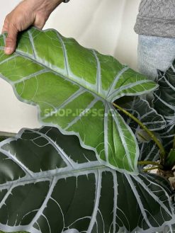 عکس درختچه مصنوعی آلوکازیا (بابا آدم) 115 سانتی