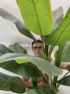 عرضه درختچه مصنوعی موز 2.2 متری