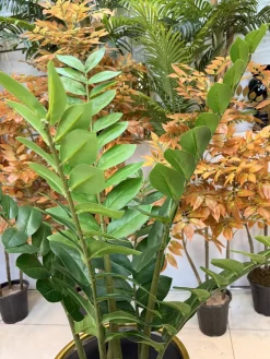 درختچه مصنوعی زامیفولیا ارزان