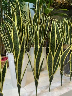 خرید شاخه گل مصنوعی سانسوریا ابلق کدIRPSC082