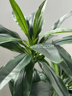 قیمت درختچه مصنوعی دراسینا بلالی