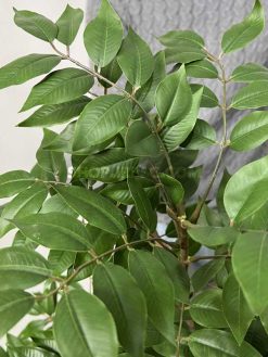 عکس درختچه مصنوعی اقاقیا