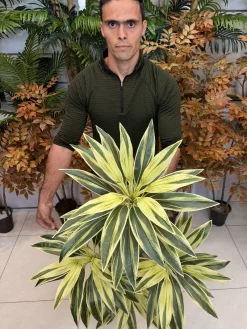 درختچه مصنوعی دراسینا ابلق ارزان