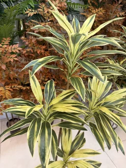 قیمت درختچه مصنوعی دراسینا ابلق 1.5 متری