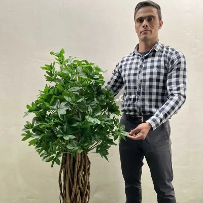 درختچه مصنوعی شفلرا 1.5 متری