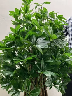 خرید درختچه مصنوعی شفلرا 1.5 متری