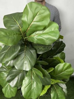 خرید درختچه مصنوعی فیکوس لیراتا 195 سانتی