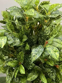 عکس درختچه مصنوعی آکوبا