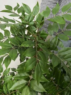 عکس درختچه مصنوعی اقاقیا 1.2 متری