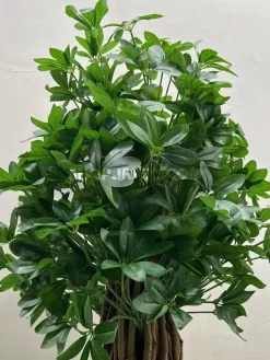 عکس درختچه مصنوعی شفلرا 1.5 متری