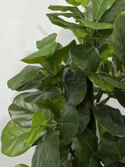 عکس درختچه مصنوعی فیکوس لیراتا 195 سانتی