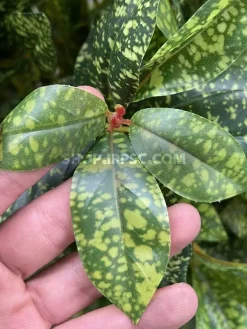 قیمت درختچه مصنوعی آکوبا 1.3 متری