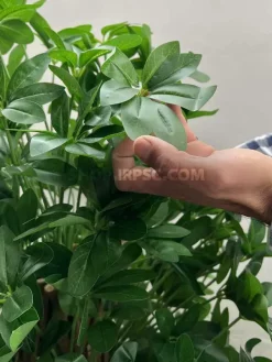 قیمت درختچه مصنوعی شفلرا 1.5 متری