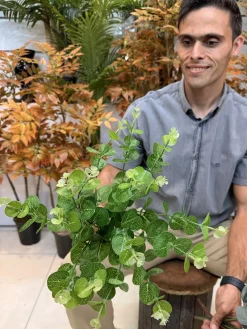 رنگبندی بوته مصنوعی اکالیپتوس 45 سانتی